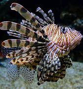 Image result for Red Lionfish