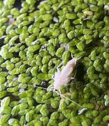 Image result for Albino Cricket