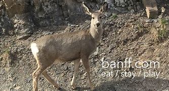 Image result for Banff August