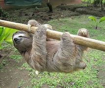 Image result for Sloth Fun Facts