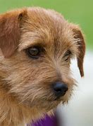 Image result for AKC Terrier Breeds