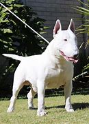 Image result for Friendly Bull Terrier