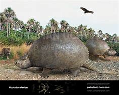 Image result for Glyptodon Scutes