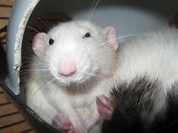 Image result for Rat Face