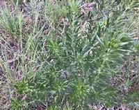 Image result for Flax Leaved Broom