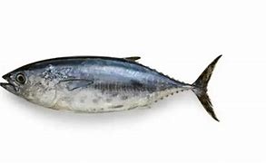 Image result for Tuna Breeds