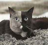 Image result for Unique Black and Grey Cat