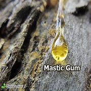 Image result for Pure Mastic Gum