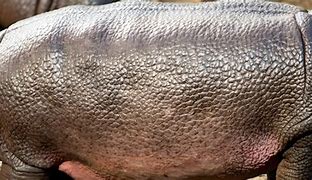 Image result for Hippo Skin Thickness