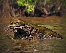 Image result for Leptosuchus