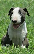 Image result for Bull Terrier Babies