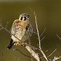 Image result for American Kestrel Hunt