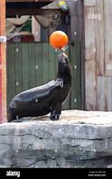 Image result for Sea Lion Ball