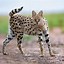 Image result for Serval Cat Africa