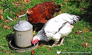 Image result for Chicken Drink Water