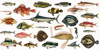 Image result for Different Variety of Fish