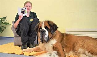 Image result for Giant St. Bernard Dogs