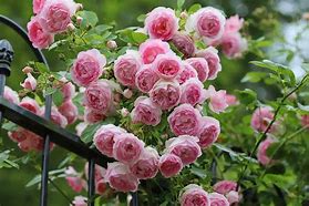 Image result for Pink Rose Chart