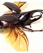 Image result for Kabuto Insect