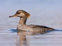 Image result for Hen Hooded Merganser