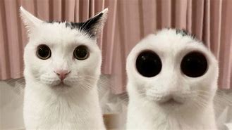 Image result for Creepy Alien Stare