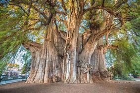 Image result for Famous Trees