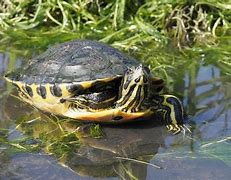 Image result for National Park Service Yellow Bellied Slider