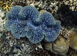 Image result for Mutated Giant Clam