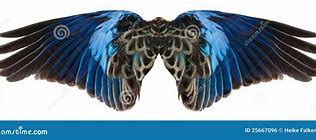 Image result for Blue Dragon Wings