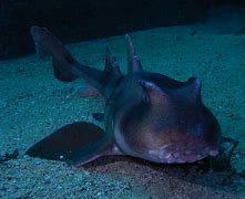 Image result for Horn Shark