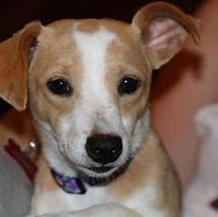 Image result for Rat Terrier Basset Mix