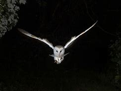 Image result for Owl Night Time