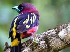 Image result for Exotic Bird in Its Natural Habitat