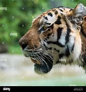 Image result for Tiger Head Shape Side