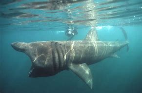 Image result for basking shark ireland