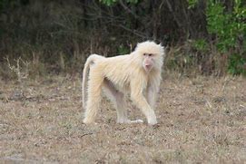 Image result for Albino Baboon