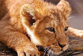 Image result for Male Lion with Cub Zoo