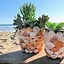 Image result for Crafts Using Shells