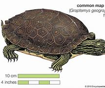 Image result for Turtle Formation