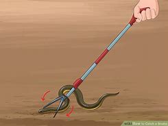 Image result for How to Catch Snakes