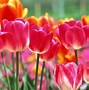 Image result for Spring Tulips