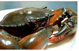 Image result for Ketam Batu vs Ketam Nipah