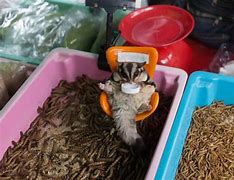 Image result for What Does Sugar Glider Eat