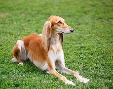 Image result for Mini Saluki Dog