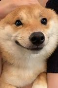 Image result for Smiling Doggo Low Resolution