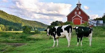 Image result for Cows On the Farm