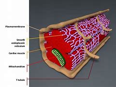 Image result for Cardiac Muscle Model