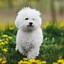 Image result for Cute Adoptable Dogs