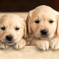 Image result for Very Cute Doggos