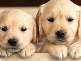 Image result for 10 Cute Dog Breeds